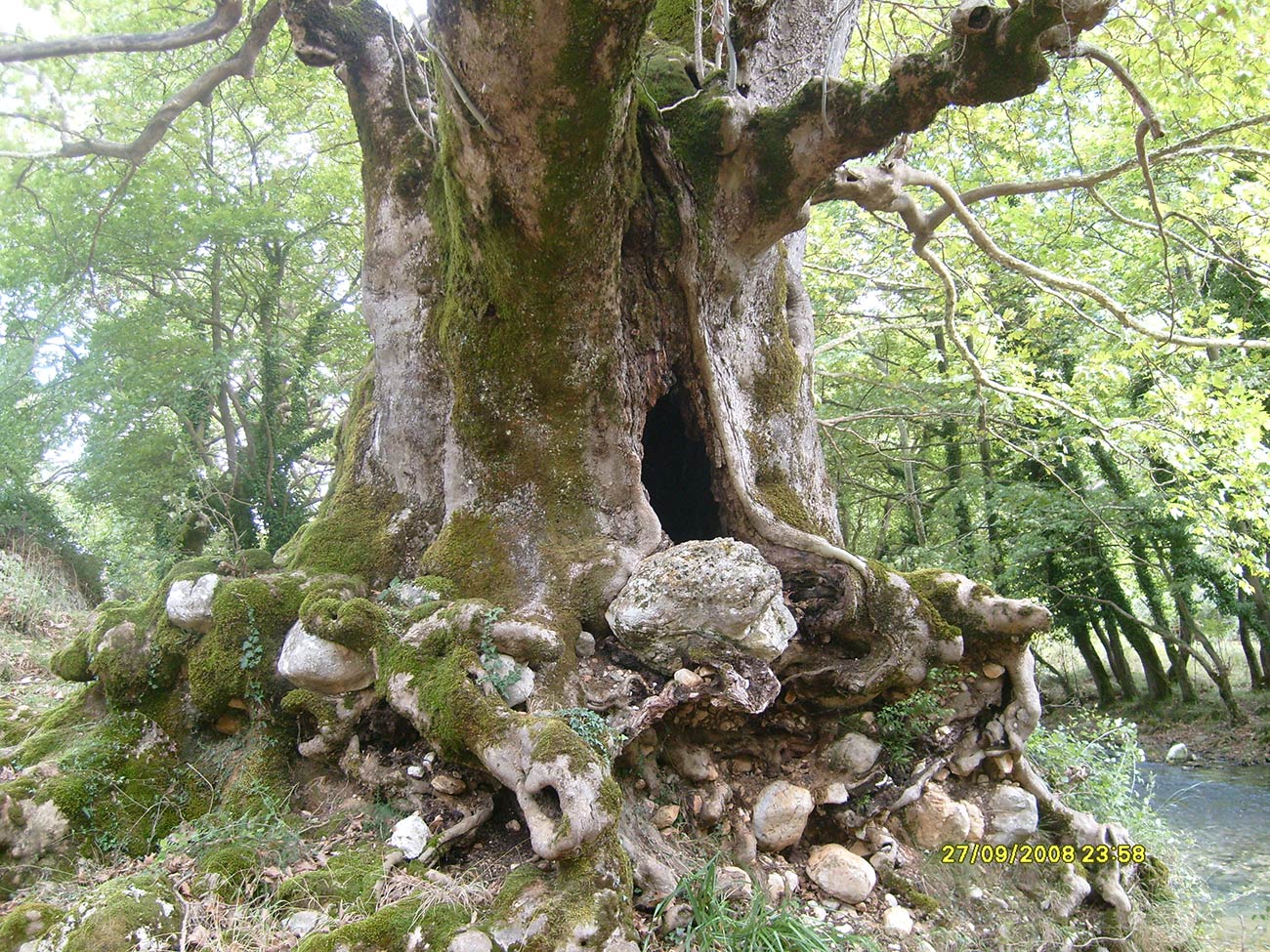 Parapotamia2